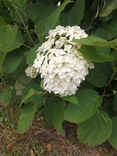 This is a close-up, eye-level, outdoor, daytime photograph of a cluster of white hydrangeas. The flowers are dense and spherical, with individual petals clearly visible. They are surrounded by large, dark green leaves, some of which are slightly damaged or show signs of discoloration. The ground beneath the plant is covered with dry grass, some fallen leaves, and dark soil. The scene appears to be located in a natural setting, likely a garden or park, within the municipality of Доўгаўскі сельскі Савет, Belarus. There are no people or animals visible in the image.