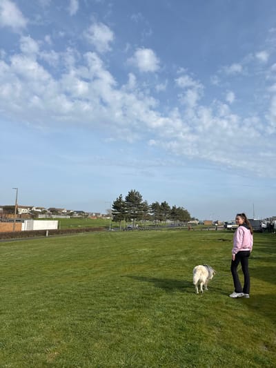 The image depicts an outdoor scene within a public green space in Southend-on-Sea, United Kingdom, under a clear blue sky with scattered white cumulus clouds. A uniformly cut green lawn fills the majority of the foreground and midground.

One female individual is present, positioned right of center. She wears a light pink long-sleeved top, dark leggings, and white athletic footwear. Her dark hair is pulled back. She is walking from right to left, turning her head to look towards the camera over her right shoulder. Adjacent to her, a large, light-colored, shaggy-coated dog walks on a leash attached to a harness, moving in the same direction as the individual.

To the left, a paved pedestrian path runs parallel to the grass, featuring a dark streetlight. Beyond this, on an elevated gradient, a residential area with multiple light-colored houses and pitched roofs is visible. Across the midground, a line of approximately six mature coniferous trees stands, bordering a paved road where several vehicles and additional streetlights are visible. Further right, an area containing multiple indistinct white and metallic structures, possibly utility or temporary setups, is present. The scene indicates a leisure activity of dog walking within an urban park environment during daylight hours.