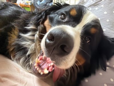A Bernese Mountain Dog is captured in a close-up, low-angle shot with its mouth wide open, showing its pink tongue and white teeth. The dog's muzzle, with its black nose and white fur, dominates the foreground. Its dark eyes with hints of brown are visible, looking towards the viewer. The dog's fur is a mix of black, white, and tan, typical of its breed. It appears to be lying down on a surface covered with a grey fabric featuring a white polka dot pattern. In the blurred background, there are hints of furniture and possibly some objects on shelves, suggesting an indoor setting. The lighting appears to be artificial, creating a slightly warm tone. The overall impression is one of playfulness and exuberance from the dog. No text is visible in the image.