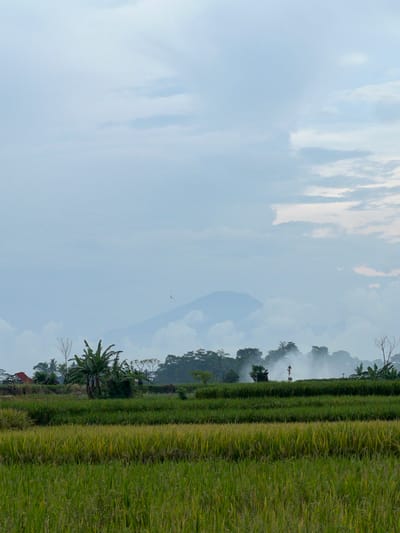 The image depicts a landscape in Singakerta, Indonesia. A field of green and yellow rice paddies occupies the right side of the frame. Beyond the field, vegetation and trees lead to a hazy, distant mountain. The sky is overcast with clouds. A small bird is visible in the sky. A building with a red roof is visible at the bottom of the image.