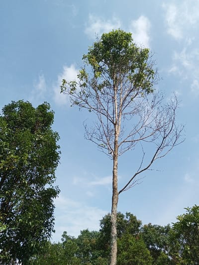 A tall tree stands against a clear blue sky dotted with wispy clouds. The tree's trunk is straight, and its upper branches hold a cluster of green leaves, while many lower branches are bare and thin. To the left, a lush, green tree fills the frame, contrasting with the partially bare tree in the center. Other trees and foliage are visible at the base of the image, adding to the natural setting.