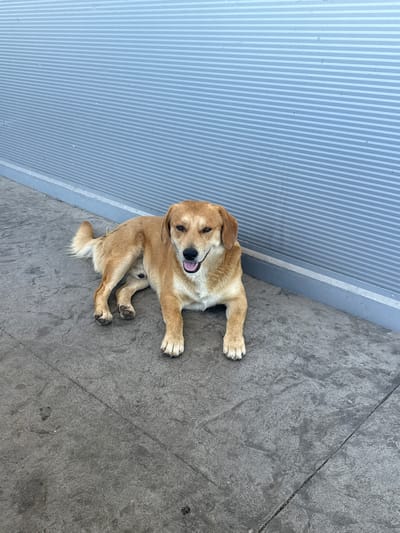 A medium-sized, light brown dog with floppy ears and dark eyes lies on a grey concrete surface in front of a horizontally ribbed blue wall. The dog is facing the camera with its mouth open, appearing to be panting or smiling. Its front paws are extended forward, and its hind legs are tucked beneath it. The tail is curled slightly to the left. The concrete surface has visible lines and textures. The wall behind the dog is a muted blue with light grey horizontal lines. The image appears to be taken outdoors, possibly in an urban environment given the concrete and wall. The location is identified as Mojanovići, Montenegro.