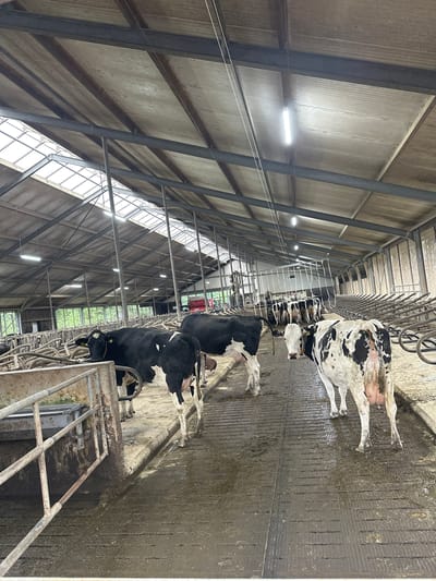 In the city of Wilhelminaoord, Netherlands, this image captures the interior of a cow barn. The barn features a high, arched roof made of metal beams and panels, with sections of skylights allowing natural light to filter in. Fluorescent lights are mounted along the ceiling to provide additional illumination.

The barn is filled with Holstein Friesian cows, a breed known for its distinctive black and white markings. Several cows are visible in the foreground and midground, standing on a slatted, wet floor. Some are facing towards the camera, while others are turned away. They are positioned within metal stalls, which are part of a larger milking system. The stalls have curved metal bars that guide the cows and appear to be connected to milking equipment that extends from behind them.

The floor is covered in a mixture of water and possibly manure, indicating recent activity or cleaning. A metal trough is visible in the lower left of the image, possibly for feed or water. The environment is utilitarian, designed for the housing and care of livestock. In the background, rows of similar stalls can be seen, extending further into the barn. The overall impression is one of a functional, working farm environment.