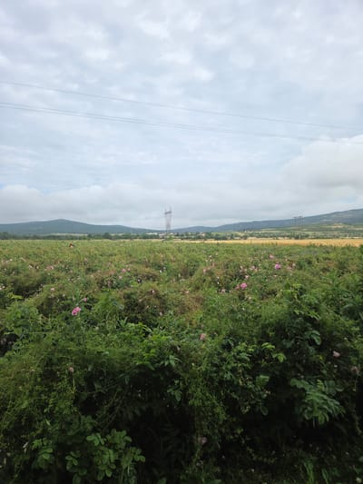 The image presents a rural landscape oriented horizontally, capturing a wide vista under an overcast or partly cloudy sky. In the foreground and extending into the midground on the right, a lush green field is visible, densely populated with various plants and numerous small pink flowers, suggesting wildflowers or possibly wild roses. To the left in the midground, another field appears golden or yellowish, potentially indicating dry grass or a crop.
In the distance, a range of rolling hills or mountains stretches across the horizon. A tall metal electricity transmission pylon stands prominently in the mid-distance on the left, with thin power lines extending across the sky above. The light is diffused, characteristic of daytime with cloud cover. The scene is devoid of any human presence or discernible text. The setting is a natural, tranquil environment, located in Ivan Vazovo, Bulgaria.