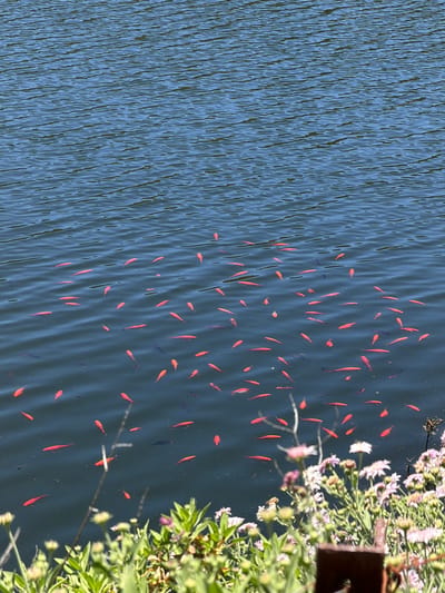 The image captures a natural scene of a body of water teeming with numerous small, red fish swimming near the surface. The water has a rippled texture, suggesting movement, and its color is a deep blue-green. In the foreground, lush green foliage and light pink and white flowers are visible, along with some brown elements that appear to be part of a fence or structure. The lighting suggests a sunny day. The image does not provide specific visual cues to place it in Tejeda, Spain.