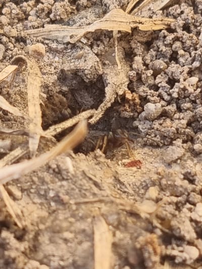 This is a close-up, top-down shot of dry, sandy soil with some dried plant material. The soil is a mix of light brown and greyish tones, with small pebbles and clumps of dirt. There are a few pieces of dried, straw-like vegetation scattered across the surface, some of which are light brown and fibrous, and others are thinner and more linear. In the center of the image, a small, reddish-brown object is visible, possibly a small piece of dried leaf or an insect. The lighting suggests it is daytime, with sunlight casting subtle shadows, indicating a possibly warm or dry climate. The scene is natural and appears to be an outdoor setting, possibly a garden, field, or a natural area with sparse vegetation, consistent with a location like Žygaičiai, Lithuania, especially during drier periods. There is no visible text.