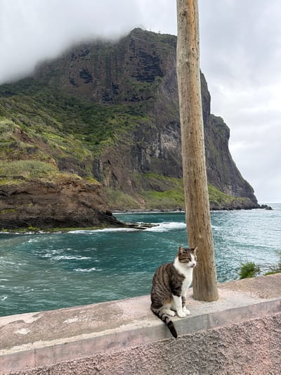 The image shows a tabby and white cat resting on a concrete barrier with a landscape view. The location is in Machico, Portugal based on the landscape. The cat is seated, facing left with its tail curled around its body. Behind the cat is an expanse of water. A wooden beam is placed horizontally, running across the scene. Beyond the beam, a mountain or cliff face rises, partially obscured by clouds on the left side. Vegetation clings to parts of the mountain. The sky is overcast.