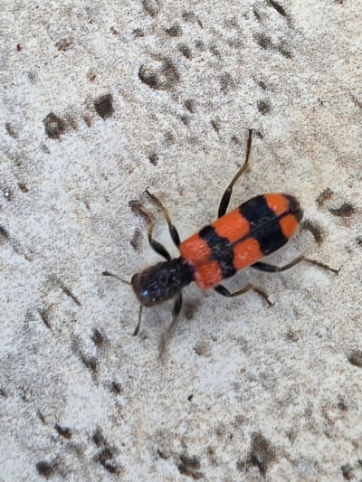 An overhead, close-up, top-down shot shows a black and orange checkered beetle resting on a textured, light-colored surface. The beetle is oriented diagonally from the bottom left to the upper right. Its body is segmented, with an elongated abdomen featuring alternating black and orange bands. The beetle's head is black, and it has visible legs and antennae. The background surface is speckled with darker, irregular shapes, creating a rough, possibly concrete or stone texture. The lighting suggests it is daytime, with no harsh shadows. The image does not depict any elements related to the city of Indzhe Voyvoda, Bulgaria.