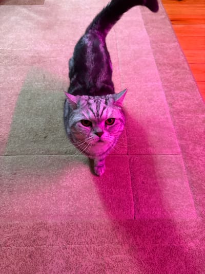 A medium shot shows a silver tabby cat with distinct black stripes standing on a light-colored carpet. The cat is facing the camera, with its head tilted slightly. Its eyes are open and appear to be amber in color. The cat's ears are pointed, and its whiskers are long and white. The cat's tail is raised and curves over its back. A strong pink light illuminates the cat and casts a shadow on the carpet to its right. A portion of the background on the right side of the image shows a wooden floor with orange lighting. The image does not contain any people. The scene appears to be indoors, possibly in a home. There is no information available about the specific location in the city of Кукуи, Russia.