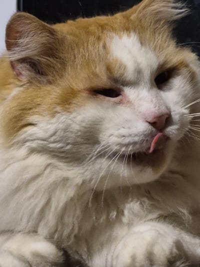 This is a close-up, vertical, eye-level, indoor photograph of a fluffy, orange and white cat. The cat is facing forward with its head tilted slightly upwards. Its mouth is slightly open, with its tongue sticking out. The cat's fur appears soft and long, especially around its face and chest. The background is dark and out of focus, providing no discernible environmental details. There are no people or other animals visible in the image. The lighting is diffused, highlighting the texture of the cat's fur. There is no information within the image that can be used to determine its location in Sooblase, Estonia.