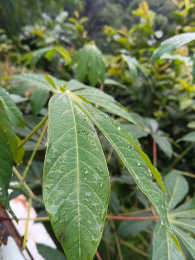 The scene, situated in Inawi, Papua New Guinea, displays a close-up view of a large, vibrant green leaf positioned prominently in the foreground. This leaf, consistent with a plant such as cassava, is extensively covered with numerous small water droplets, indicating recent moisture. A small, dark, slender insect is observable on the lower-left surface of this primary leaf. The background consists of blurred green foliage, creating an out-of-focus natural environment dominated by various plant structures.
