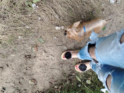 In this top-down, slightly angled shot, a small, tan-colored dog with a blue collar is sniffing the dry, cracked earth. The dog appears to be a Yorkshire Terrier or a similar breed. The ground is covered with dry grass, scattered leaves, and loose soil. In the foreground, the lower legs and feet of a person are visible. They are wearing ripped, light-wash denim jeans and light-colored sandals adorned with black floral embellishments. The person's toenails are painted a bright pink. The scene suggests an outdoor setting, possibly a park or a natural area, in Fyodorovskaya, Russia.