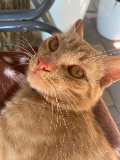 A close-up, overhead shot shows an orange tabby cat with amber eyes and a pink nose. The cat is lying down, with its head tilted upwards and towards the viewer. Its whiskers are long and prominent. The cat is lying on a reddish-brown blanket with white spots. In the background, a gray metal structure is visible, as well as a white pot. The environment appears to be outdoors, possibly on a patio or balcony, with a tiled floor. The image was captured in the city of Vysokyi, Ukraine.