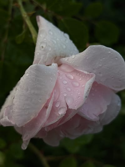 A close-up, low-angle shot captures a pale pink rose, its petals adorned with numerous water droplets, against a dark green, out-of-focus background. The rose is positioned in the center of the frame, with its bloom tilted slightly downwards. The lighting suggests a diffused, possibly overcast, environment, highlighting the delicate texture of the petals and the reflectivity of the water. The image does not contain any information about Wałbrzych, Poland.