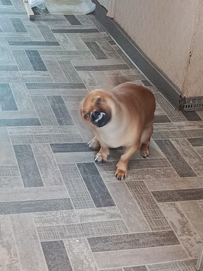 The image shows a medium-sized, tan-colored dog with its head turned and mouth open, appearing to be shaking its head. The dog is standing on a floor with a grey and beige patterned tile. To the right of the dog, a wall with textured wallpaper and a metal trim along the base is visible. The overall environment appears to be indoors, possibly a residential or commercial space. No specific details about Gusinoozyorsk, Russia, can be discerned from the image.