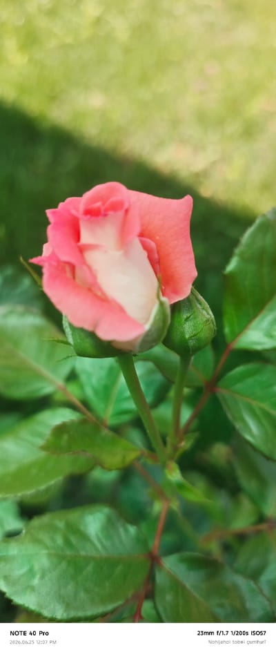 A close-up, vertical, outdoor shot captures a delicate pink and white rosebud and a small, green rosebud emerging from a stem. The rosebud is slightly unfocused, with its petals showing a gradient of color from a deep pink at the edges to a soft white in the center. The green rosebud is positioned to the right of the main rosebud, slightly lower on the stem. Lush green leaves surround the rosebud, some in sharp focus and others blurred in the background, creating a sense of depth. The background consists of a softly blurred green area, suggestive of grass or foliage, with some dappled light filtering through. Text overlay at the bottom of the image indicates "NOTE 40 Pro" and "2026.06.25 12:07 PM" on the left, and "23mm f/1.7 1/200s ISO57" and "Nohijahoi tobei çumhuri" on the right. The latter text suggests a location in Tajikistan, possibly the city of Roghun.