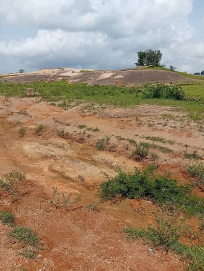The image depicts a dry, rocky, and vegetated landscape. In the foreground, there is an expanse of reddish-brown soil with scattered pebbles and sparse green vegetation. Some larger, lighter-colored rock formations are visible, suggesting eroded terrain. The midground features more green grass and a few small shrubs. Dominating the background is a large, undulating rock formation, the surface of which is exposed and appears weathered. A solitary tree with a dense canopy stands atop this rock formation, and other smaller trees and bushes are scattered around its base and on the surrounding grassy slopes. The sky above is overcast with dramatic, grey and white clouds. The scene appears to be a natural, undeveloped area, possibly on the outskirts of the city of DU, Nigeria, characterized by its geological features and arid vegetation. No people or specific man-made structures are evident, beyond what might be a faint outline of a possible structure in the far distance of the grassy area on the right.