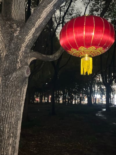 In the city of Yanqiao, China, a nighttime scene depicts a vibrant red Chinese lantern hanging from a tree branch. The trunk of a large tree, displaying prominent vertical ridges and appearing wet or glistening, occupies the left side of the frame. The illuminated lantern, featuring golden decorative patterns and a yellow fringe, is positioned to the right of the tree trunk. In the background, a dense formation of trees stands silhouetted against a lighter, overcast night sky. Through these distant trees, various indistinct artificial lights, including red and white glows, are visible, suggesting an urban area or street beyond the wooded section. The ground, visible in the lower right, is dark, uneven, and appears to be covered with natural debris, with a faint lighter path or wet streak running through it. No individuals are present.