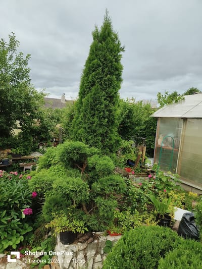 The image depicts a lush, overgrown garden scene on a cloudy day. The foreground is dominated by various green shrubs and plants, including a large, sculpted evergreen tree that takes center stage. To the right, a translucent greenhouse stands, its frame visible through the material. In the background, trees and a grey-tiled roof of a building are visible, suggesting a residential area. A watermark in the lower left corner indicates the photo was taken on a "OnePlus" device on June 21, 2026, at 10:55. The overall impression is one of a private garden, possibly in a suburban or rural setting, with a focus on abundant greenery and plant life. The scene is composed with a low-angle perspective, emphasizing the height of the trees and the density of the foliage. The lighting is diffused due to the overcast sky, creating soft shadows and a muted color palette.