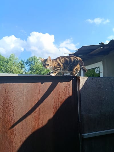 A tabby cat walks along the top of a rusty metal fence under a bright blue sky with fluffy white clouds. Green trees are visible in the background, as well as a section of a dark, weathered roof and a building with a window. A Wi-Fi symbol is visible on the window of the building. The sun is casting long shadows on the fence, suggesting it is either morning or late afternoon. The overall scene appears to be outdoors in a somewhat rural or suburban setting in Pivdenne, Ukraine. The cat is the main subject, captured in a moment of movement, perhaps exploring its surroundings.