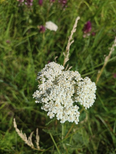A close-up, vertical shot focuses on a cluster of small white flowers with yellow centers, possibly yarrow, set against a blurred background of green grass and purple wildflowers. The flowers are in sharp focus, while the surrounding vegetation is out of focus, creating a depth-of-field effect. A dry grass stalk is visible in the upper right of the frame. The scene appears to be outdoors in a natural environment.