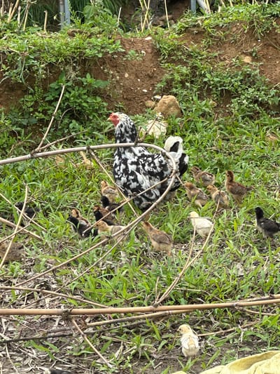 This image captures a black and white mottled hen accompanied by approximately 11 chicks in an outdoor, natural setting within Dế Xu Phình, Vietnam. The hen, centrally located, exhibits distinct black and white patterned plumage, a prominent red comb, and a red wattle. The chicks, a mix of brown, black, and light yellow down, are dispersed around the hen, navigating the ground. The terrain consists of patches of vibrant green grass interspersed with dry leaves and areas of exposed light brown soil. Numerous thin, dry bamboo-like stalks and branches lie horizontally across the foreground and midground. In the background, a steep, reddish-brown dirt bank rises, partially covered by sparse green vegetation and a few small white flowers, with small rocks visible on its surface. Beyond the bank, denser green foliage and additional vertical plant stalks are discernible. A small portion of yellow fabric is visible at the bottom right corner. No human figures are present in the scene.