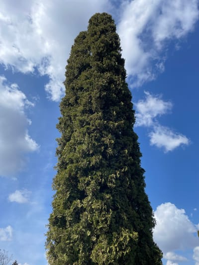 A single, very tall, narrow coniferous tree with dense, dark green foliage occupies the majority of the vertical frame, extending from the bottom to the top. The background is a bright blue sky dotted with scattered white cumulus clouds. The lighting suggests a sunny outdoor environment. No people, animals, or man-made objects are present. The scene is located in Vinnytski Khutory, Ukraine.
