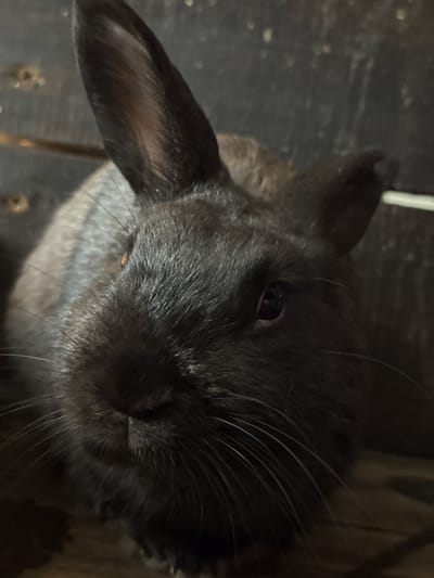This media file is a close-up, overhead shot of a black rabbit. The rabbit's head is tilted, and its eye is visible and dark. Long, white whiskers extend from its snout. One of its ears is prominently featured, with the inner fur appearing lighter than the outer fur. The rabbit is lying on a dark, textured surface, possibly wood, which has some lighter speckles. The lighting is dim, creating shadows and highlighting the texture of the rabbit's fur and the background. The overall mood is intimate and focused on the animal. There is no visible text in the image, and no specific time of day or weather conditions can be determined. The location context provided is Beryozovsky, Russia, which is not directly discernible from the visual information in the image itself.