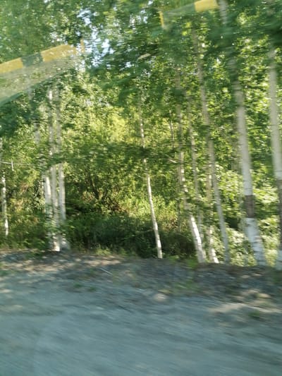 The image shows a blurred, motion-effected view of a roadside scene in Uşanovo, Kazakhstan. In the foreground, a dirt or gravel road is visible, with a sandy texture and evidence of shadows. Beyond the road, a dense line of trees forms the background. These trees are primarily birch trees, characterized by their white bark and green foliage. Some of the trees are tall and slender, while others are more mature. The foliage is lush and appears to be in full bloom, indicating a spring or summer setting. The overall impression is that of a natural, undeveloped area, likely on the outskirts of a town or village. The blurriness suggests the image was taken from a moving vehicle.