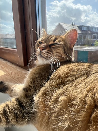 A brown tabby cat is resting on a wooden windowsill. The cat's face, with white whiskers, is in focus, and the body extends into the background. Outside the window, a cloudy sky and a building characteristic of Beverwijk, Netherlands, are visible. The reflection in the window glass includes elements of the outdoor scene.
