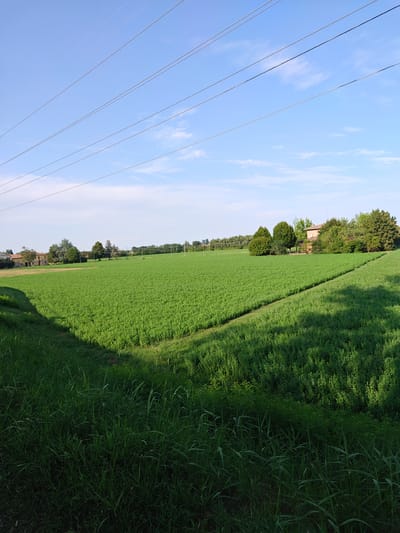 The image depicts a landscape in Castelfranco Emilia, Italy. The scene features a vast, flat green field, likely agricultural, under a clear blue sky with thin white clouds. Several power lines stretch across the sky from left to right, casting shadows on the field. In the background, scattered trees and buildings, including a prominent red-brick house, are visible. The foreground consists of tall, dark green grass, creating a border along the bottom and left side of the frame. The overall impression is one of a rural, open expanse bathed in natural light.