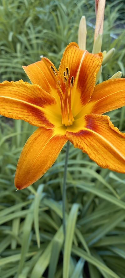 A close-up, vertical shot features an orange daylily flower with a yellow center. The flower is in full bloom, with six prominent petals displaying intricate orange and red veining. The stamens are visible in the center, tipped with black anthers. The background is a blur of green foliage, suggesting an outdoor setting, possibly a garden in the village of Tokusha, Kazakhstan. The lighting is bright, highlighting the vibrant colors of the flower. No people or animals are present in the image.
