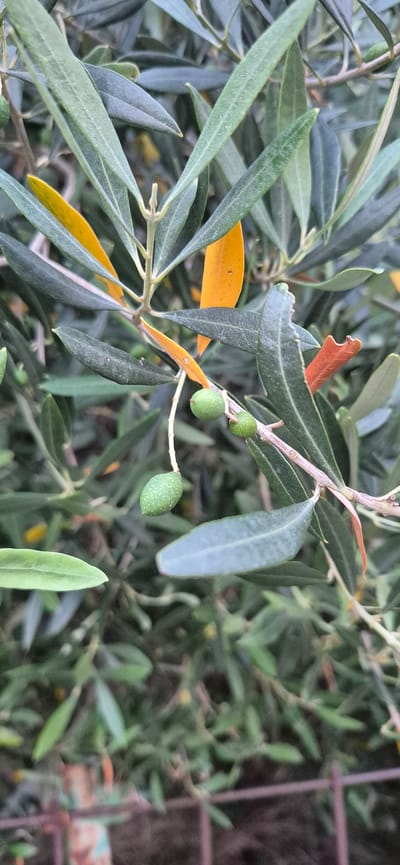 An olive branch with green olives and leaves is shown. Some leaves are yellowing. The background is out of focus but appears to be foliage and a wire fence. The image is taken outdoors in Ivanovići, Montenegro.