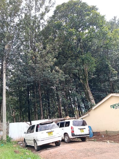 The scene depicts an outdoor area in Kisii Central ward, Kenya. Two white passenger vehicles are parked on an unpaved, reddish-brown dirt ground. The vehicle on the left is a white station wagon with Kenyan license plate "KAY 937U". To its right, another white van or utility vehicle is parked, displaying Kenyan license plate "KDB 757R". A light-yellow single-story building with "M-PESA" branding in green is visible on the far right. The background features a dense growth of tall trees, including both coniferous and broadleaf varieties. A white corrugated metal fence is partially visible behind the left vehicle, extending towards a grey utility pole with attached wires on the far left. The ground is uneven, with scattered rocks and minimal vegetation. No individuals are present in the image.