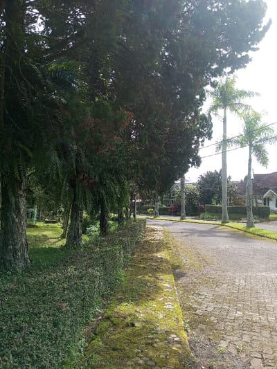 This media file captures a serene outdoor scene, likely a quiet street or pathway in a residential area of Palasari, Indonesia, under bright daylight. The dominant features are lush green trees and vegetation flanking a paved road or path.

On the left side of the frame, a row of tall, dark green trees, possibly conifers or similar evergreens, creates a dense canopy. Many of these trees have thick trunks, and some are adorned with drooping green ferns or epiphytic plants. Beneath these trees, the ground is covered in grass and undergrowth, with a well-maintained green hedge lining the edge of the paved area.

The paved surface, possibly made of cobblestones or pavers, extends into the mid-ground and appears to curve slightly to the right. Sections of this paving, particularly along the left edge, are covered in vibrant green moss, indicating moisture and shade.

In the mid-ground and background on the right side of the road, two slender palm trees with characteristic feathery fronds stand tall against a bright sky. Beyond these trees and further down the road, parts of several residential houses with red-tiled roofs and white or light-colored walls are visible, blending into the green surroundings. Scattered smaller trees and bushes also dot the landscape further down the path.

The time of day is clearly daytime, characterized by bright sunlight that creates distinct shadows and a slight lens flare effect in the upper left, suggesting the sun is positioned to the side or slightly in front of the camera. The weather appears clear and sunny. There are no people or discernible activities taking place, and no visible text in the image. The overall impression is one of peaceful, natural beauty within a developed setting.