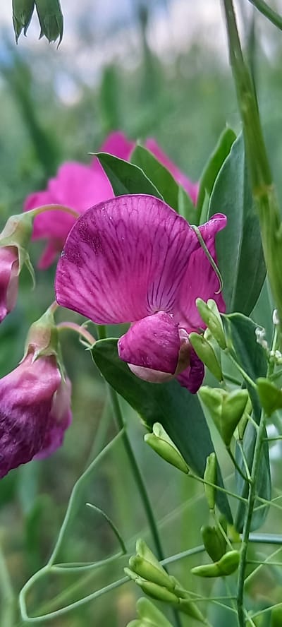 The image shows a close-up, vertical shot of a cluster of purple sweet pea flowers and buds. The focus is on a single, prominent purple flower in the foreground with delicate veins visible on its petals. To the left, another partially opened purple flower and a bud are visible, also in shades of purple and pink. The background is blurred, with hints of green foliage and soft pink elements, suggesting a garden or natural setting. Several green, unopened buds and tendrils are also present in the foreground and midground, adding to the botanical theme. The scene appears to be an outdoor natural environment, likely a garden. There is no information about a specific location in Zolota Poliana, Ukraine, within the image itself.