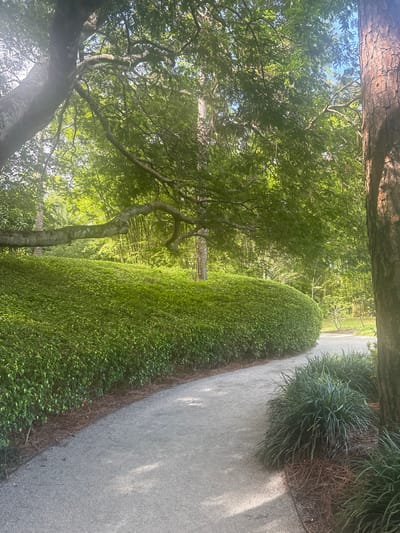 The image depicts a curved gravel path in a lush, green garden environment. To the left of the path, a meticulously maintained, dense green hedge forms a curved barrier, its top edge smoothly rounded. Beyond the hedge, a large, gnarled tree branch extends horizontally across the frame, its leaves casting dappled shadows. Further in the background, a dense stand of bamboo is visible, illuminated by sunlight filtering through the trees. On the right side of the path, a large tree trunk with rough bark stands prominently, and in front of it, a clump of dark green, grass-like foliage is planted. The path itself is well-defined and appears to be made of fine gravel. The scene suggests a serene, park-like setting, possibly a botanical garden or a well-landscaped public space. The overall impression is one of natural beauty and careful horticultural design. This scene is located in the Morikami Museum and Japanese Gardens in Delray Beach, Florida.