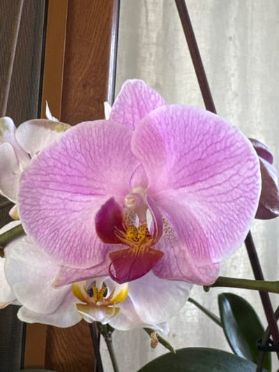 This is a close-up, eye-level, vertical, medium shot photograph of a blooming orchid. The orchid has large, vibrant pink petals with darker pink veining, and a deep burgundy and yellow center. Several smaller, white orchid buds are visible in the background, along with green leaves and a dark stem. The background is out of focus, showing a textured, light-colored curtain and a dark brown wooden frame, possibly part of a window or furniture. The lighting is soft and diffused, suggesting an indoor environment. There are no people or actions depicted in the image. The scene is static and focused solely on the orchid.
