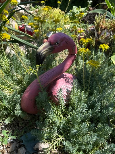 A pink flamingo garden ornament is partially submerged in lush green succulents and small yellow flowers. The flamingo is positioned centrally in the frame, with its neck curved and head turned to the left. Its beak is painted black and grey. Shadows from unseen objects are cast across the flamingo's body. In the background, rocks, more yellow flowers, and glimpses of other garden decorations are visible. The scene appears to be an outdoor garden setting. No people are present. The image does not contain information about the city of Belo pole, Bulgaria.