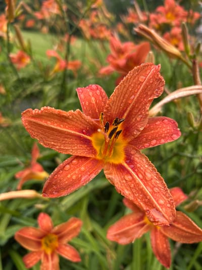 The image is a close-up, vertical shot of an orange lily covered in water droplets. The lily is in sharp focus, with its petals, stamens, and pistil clearly visible. The background is a blur of green foliage and other out-of-focus orange lilies, suggesting a garden or park setting. There are no people or animals in the image. The lighting suggests it is daytime, possibly after rain. The image does not contain any information that would indicate its location in Tczew, Poland.