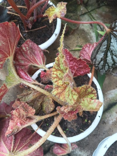 A high-angle photograph captures a close-up of multiple potted Begonia plants on a light gray concrete or paved surface, located in Munyati, Zimbabwe. The central focus is a plant in a white, circular pot filled with dark soil. This plant features densely hairy or fuzzy leaves and stems. Its foliage exhibits variegation, primarily in shades of reddish-brown, green, and yellow-green, with some leaves showing a more uniform dark red hue. A new, tightly curled leaf or shoot, heavily covered in light green and red fuzz, emerges vertically from the plant's apex. Portions of other Begonia plants, housed in identical white pots, are visible in the surrounding areas of the frame, displaying similar fuzzy textures and varied leaf patterns, including deep red and silver-green foliage. No individuals or dynamic actions are present in the scene.