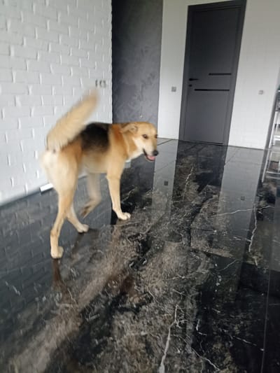 The image shows a medium-sized dog with tan and black fur standing on a highly reflective, dark, marbled floor. The dog is in motion, with its tail held high and its body angled to the left. Its mouth is open, and it appears to be panting. The background consists of a white brick wall on the left, a dark gray textured wall in the center, and a dark gray door with horizontal accents on the right. The lighting suggests an indoor environment, possibly a hallway or a large room with a sleek, modern design. There are no people visible in the image. The location of Крупіцкі сельскі Савет, Belarus is irrelevant to the visual content of the image.