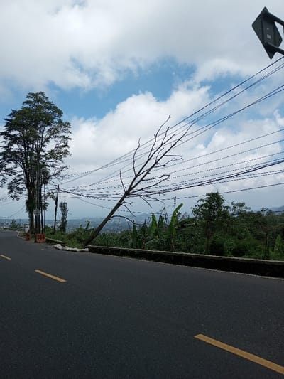 The image captures an outdoor scene on a partially cloudy day in Boommlog, Bhutan. A two-lane asphalt road, marked by a solid yellow line on the left and a broken yellow line on the right, curves gently to the viewer's left. On the left side of the road, a tall evergreen tree with dense foliage stands beside multiple utility poles from which numerous black electrical or communication wires extend horizontally across the upper portion of the frame. Two orange and white traffic barriers are visible at the edge of the road, near the base of the evergreen tree. Beyond a low concrete curb on the right side of the road, a large, bare tree with numerous leafless branches leans significantly towards the utility wires, its trunk originating from the lower right and extending upwards. Lush green vegetation, including broad-leafed plants resembling banana trees, covers the sloped terrain beyond the curb. In the distant background, a hazy valley with a visible settlement and undulating hills under a partly cloudy sky is apparent. A dark, square-shaped object, possibly the rear of a sign, is partially visible in the upper right corner of the frame. No individuals or vehicles are present in the scene.