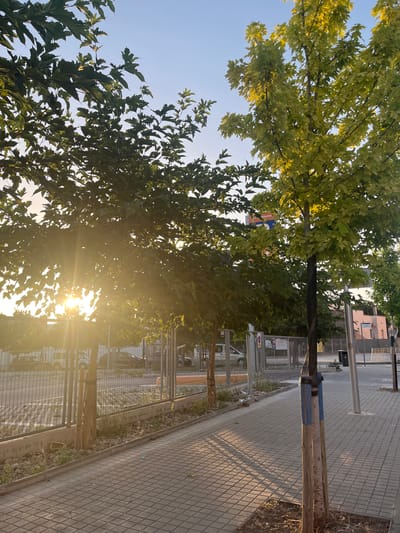 The image depicts a street scene in Figueres, Spain, bathed in the warm light of a setting sun. In the foreground, a paved sidewalk, made of square, grey tiles, runs along a metal fence. Two young trees are planted along the sidewalk, one with darker green leaves and the other with lighter, yellowish-green leaves that are illuminated by the sun's rays filtering through them. The fence separates the sidewalk from a gravel-covered area with some vegetation and parked vehicles visible behind it, including a white van and a dark car. Further in the background, buildings can be seen, including a light-colored structure with pinkish elements and a sign with red and orange lettering, possibly indicating a business. The sky is clear and light blue, suggesting it is late afternoon or early evening. There are no people visible in the image. The overall scene is peaceful and evokes a sense of urban tranquility at dusk.