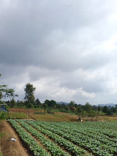 A landscape showcases rows of leafy crops, likely a cultivated field. These crops stretch into the distance, receding toward trees and other greenery. Above the field, the sky is filled with a dense cloud cover. A tree is placed at the top of the field. The overall scene has a rural or agricultural feel.