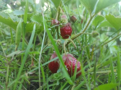 The image shows a close-up view of a strawberry plant growing amongst green grass and foliage. Several ripe, red strawberries are visible, nestled within the leaves and stems. Some of the strawberries are partially obscured by the surrounding greenery, while others are more prominent. The scene appears to be outdoors, likely in a garden or field, given the presence of grass and wild foliage. The lighting suggests it might be daytime, with natural sunlight filtering through the leaves. There are no people or animals visible in the image. The focus is on the natural beauty of the ripening fruit within its environment. The location context of Duliby, Ukraine, provides a geographical setting for this natural scene.