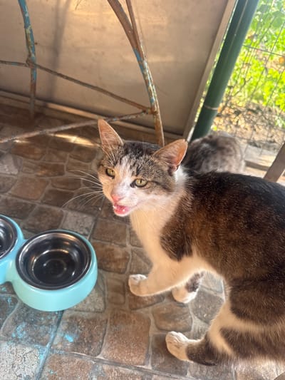 Two cats are visible outdoors on a tiled patio. The primary subject is a tabby cat with white markings on its chest and paws. The cat is looking directly at the camera with its tongue sticking out slightly, suggesting it may have just been eating or drinking. Its fur is a mix of brown, grey, and white. To the left of the primary subject, another cat, possibly a grey tabby, is partially visible, blurred in the background.
In the foreground, to the right of the primary cat, is a light blue, double-compartment pet food or water bowl. The bowl appears to be made of plastic with stainless steel inserts. The ground is covered in natural stone tiles with a rough texture, appearing to be a patio or an outdoor living space.
Behind the cats, there is a rusted metal fence or enclosure. Beyond the fence, lush green foliage from trees or plants is visible, illuminated by sunlight. The lighting suggests it is daytime, possibly late morning or afternoon, with sunlight casting shadows and highlighting the textures of the scene. The overall setting appears to be a residential outdoor area, perhaps a garden or a balcony, in Popeasca, Moldova. There is no visible text in the image. The primary cat's expression and the presence of the food bowl suggest a moment of satiety or interaction around mealtime.