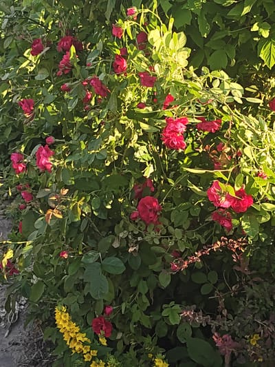 The image is a medium shot of a densely packed rose bush with numerous red roses and green leaves, illuminated by natural sunlight. The roses are in various stages of bloom, with some fully open and others appearing as buds. The bush is positioned outdoors, as suggested by the presence of soil and possibly some dirt or mulch in the lower left corner. In the lower left quadrant of the image, a cluster of small yellow flowers is visible, adding a contrasting color to the scene. The background consists of more greenery, indicating the bush is likely part of a larger garden or natural landscape. The overall impression is one of a vibrant and flourishing plant life, bathed in the warm light of the sun. The location is specified as Rodniki, Russia. There are no people or animals visible in the image.