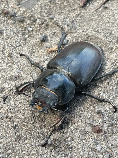 A close-up, overhead shot shows a large, dark beetle resting on a sandy or gravelly surface. The beetle has a glossy, dark brown or black exoskeleton, with visible segments on its body and legs. Its head is small in comparison to its body, with prominent mandibles that appear to be forked. The legs are spiny and clearly articulated. The beetle's antennae are long and segmented, extending forward from its head. The texture of the ground is rough, composed of small, light-colored particles and a few scattered dry leaves or twigs. The lighting suggests it is daytime, possibly sunny, as there are some highlights on the beetle's shell. The image appears to be taken in an outdoor setting. There is no visible text in the image.