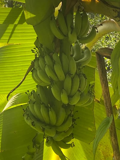 The image shows a cluster of unripe green bananas hanging from a banana tree in Baan Don Sai, Thailand. The bananas are arranged in several tiers, with a large green leaf serving as the background. The scene appears to be illuminated by sunlight.